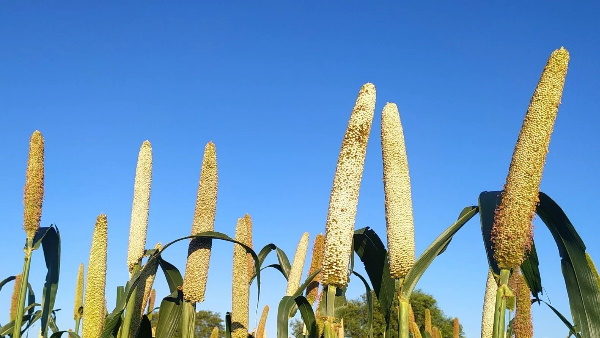 Odisha cabinet push for Millets Mission, cyclone resilient infrastructure Odisha cabinet push for Millets Mission, cyclone resilient infrastructure