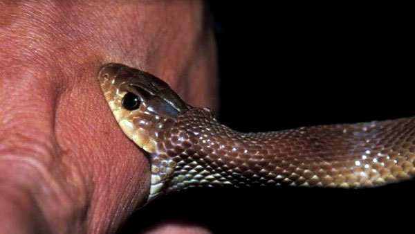 Ghazipur snake rat khanpur news Ghazipur snake rat khanpur news