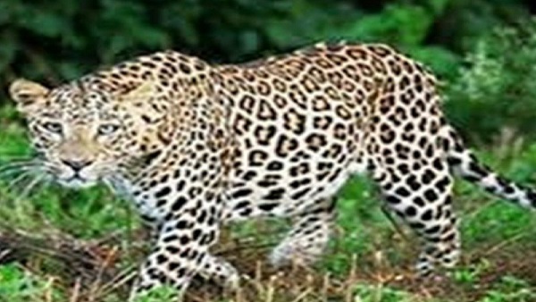 चीतों के लिए कूनो पालपुर अभ्यारण में बनाया गया है बाड़ा