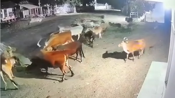 115985 पशु वैक्सीनेट हुए