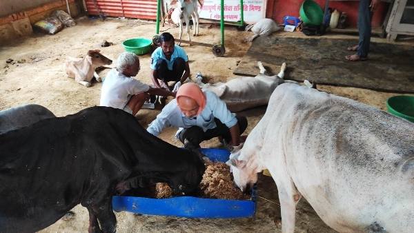 सड़कों पर घूम रहे आवारा गायों की बचेगी जान
