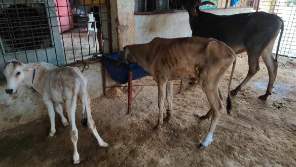 गाय के गोबर से तैयार की जाएगी बायो सीएनजी