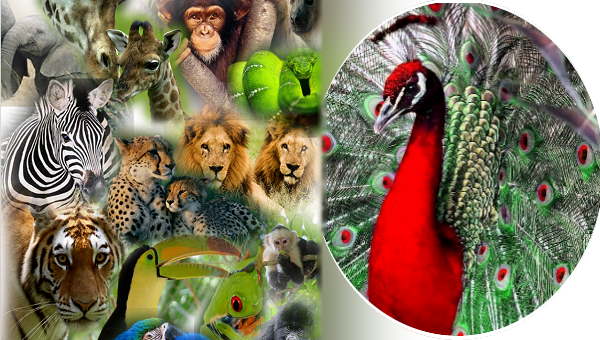 परियोजना से जुड़े पक्ष को आखिरकार राहत