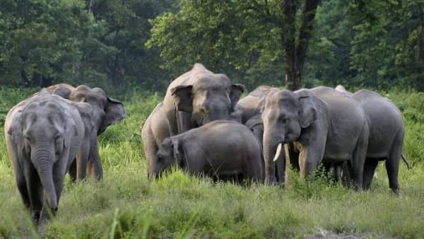 villager dies due to crushing of wild elephant villager dies due to crushing of wild elephant