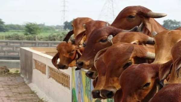 कोसली नस्ल की गाय का ही गोमूत्र खरीदेगी कम्पनी