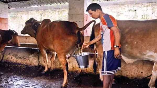 50 रुपए लीटर तक तक हो सकती है कीमत