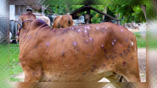 अब तक 200 गायों पर कर चुके हैं इसका प्रयोग