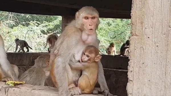 ग्यारह सौ केवी लाइन की चपेट में
