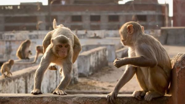 बंदरों के झुंड ने भी दिखाई ममता
