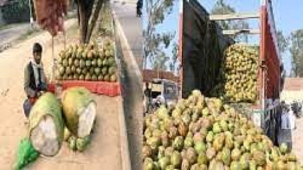 प्रतिदिन 4 से 5 लाख का नारियल पानी पीते हैं गोरखपुरवासी