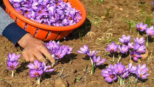 दोनों राज्यों के कुछ क्षेत्र की भौगोलिक परिस्थितियां समान