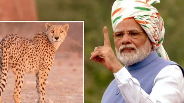 CM Shivraj's gift on PM's birthday, PM Modi will allow cheetahs to enter Kuno  National Park - Dailyindia.net