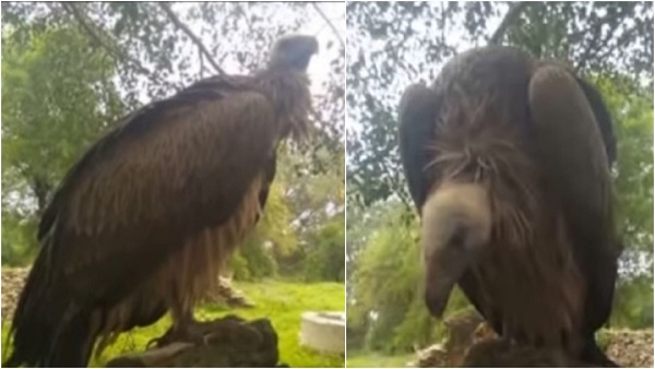 तीन साल पहले मिला था दुर्लभ जटायु प्रजाति गिद्ध