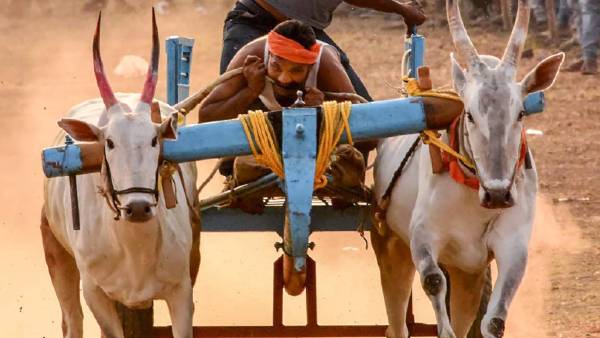 बैलगाड़ी से हो रही थी शराब की तस्करी