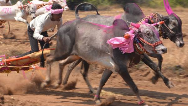 शराब तस्करी मामले बैल और बैलगाड़ी ज़ब्त