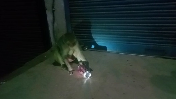 इंसानों में शराब पीने की आदत बंदरों से ही आयी है