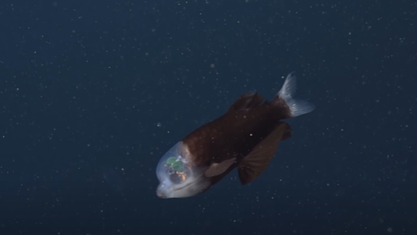 पहले दिखी थी Barreleye