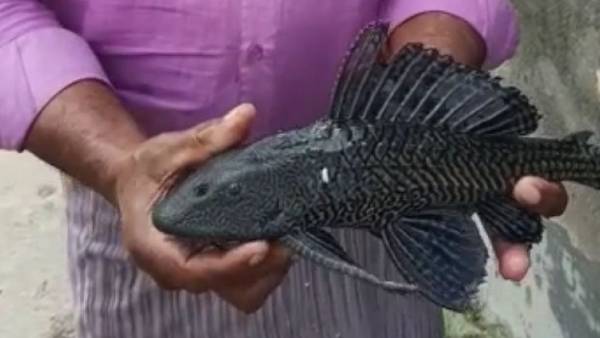 मांसाहारी होती है सकरमाउथ कैटफिश