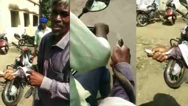 Chhindwara News: Snake wrapped in farmer hand, snake friend saved life Chhindwara News: Snake wrapped in farmer hand, snake friend saved life