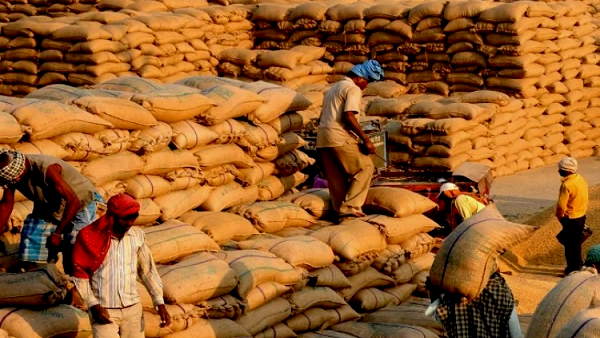 paddy procurement in punjab: More than 100 lakh metric tonnes of paddy has been bought from the farmers paddy procurement in punjab: More than 100 lakh metric tonnes of paddy has been bought from the farmers