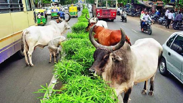 गाय को बचाने की कोशिश में हादसा- एफआईआर