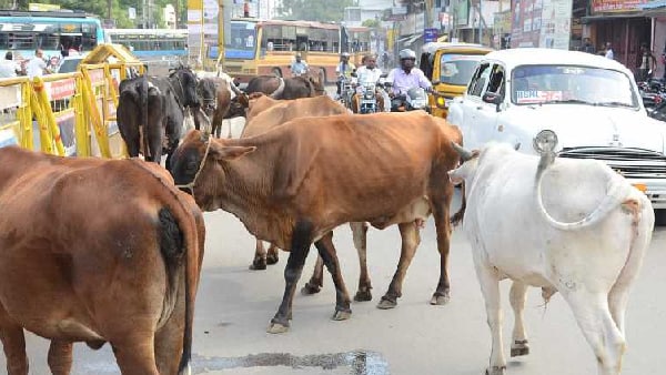गाय या उसके मालिक कैसे हो सकते हैं जिम्मेदार- राहुल