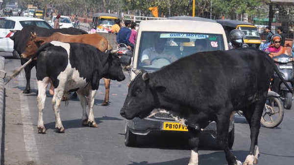 आवारा पशुओं का मामला फिर सुर्खियों में