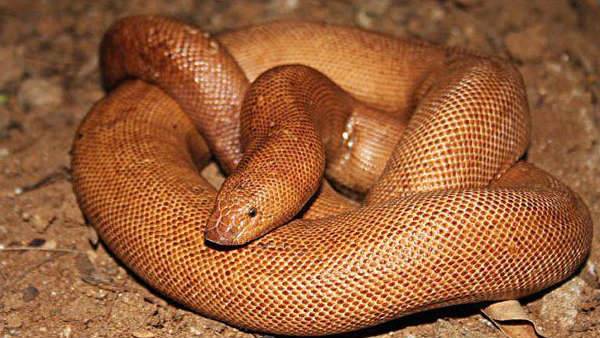 Snake In Bihar: बेगूसराय में मिला 5 करोड़ का सांप, इन कामों के लिए होती है  बड़े पैमाने पर तस्करी | Snake in bihar red sand boa found in begusarai, red  sand
