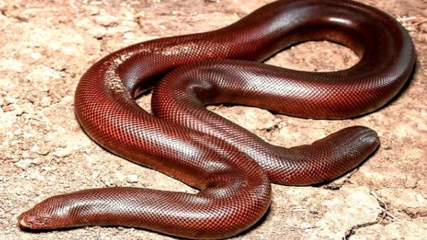 Snake In Bihar: बेगूसराय में मिला 5 करोड़ का सांप, इन कामों के लिए होती है  बड़े पैमाने पर तस्करी | Snake in bihar red sand boa found in begusarai, red  sand