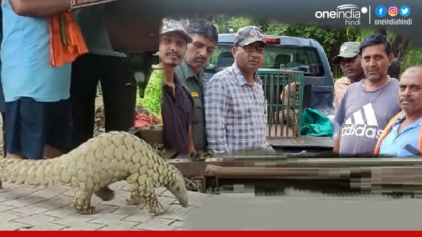 SATAN पैंगोलिन,दुर्लभ प्रजाति SATAN पैंगोलिन,दुर्लभ प्रजाति