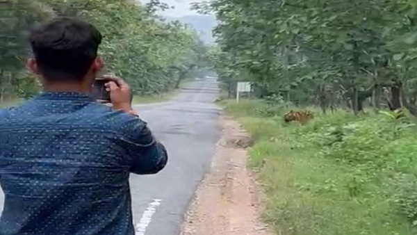पन्ना-छतरपुर मार्ग पर मनोर-मड़ला रेंज का मामला