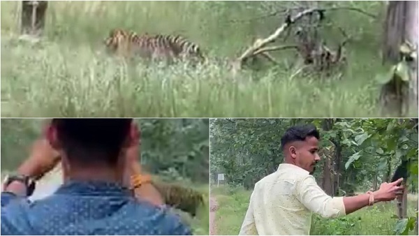 बाघ भूखा होता या हिंसक हो जाता तो कुछ भी हो सकता था
