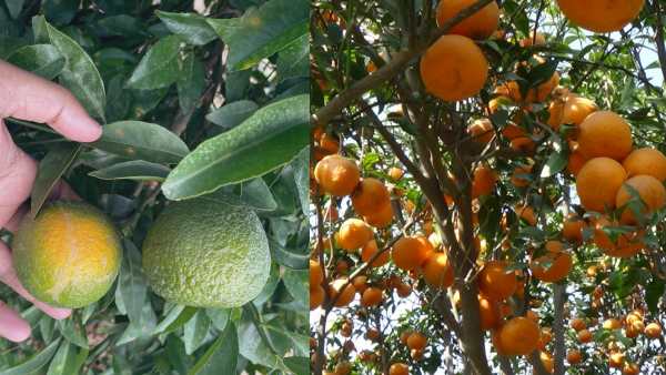 भारतीय कैलीफोर्निया में फलों के बाग
