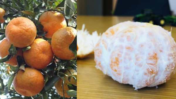 एक पेड़ से लगभग 1,000 किन्नू के फल