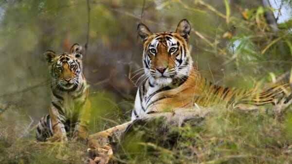 Tiger Tiger