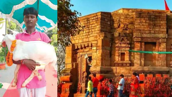 मंत्र पढ़ने से बेहोश हो जाता है बकरा