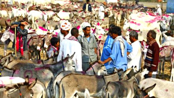 अफ्रीकी देशों ने चीन को गदहे बेचने से किया इंकार