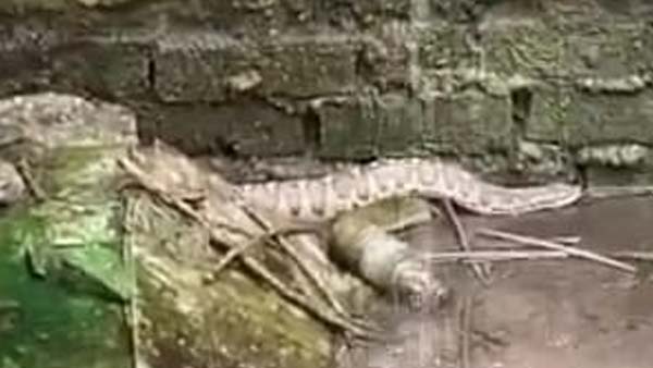 जंगली इलाके से अजगर के आने की संभावना