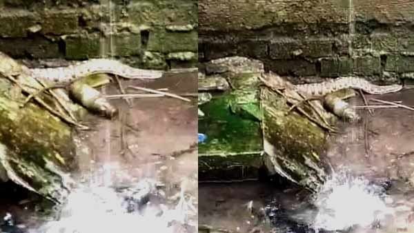 पूर्व में चोलापुर और हरहुआ क्षेत्र में भी मिल चुके हैं अजगर