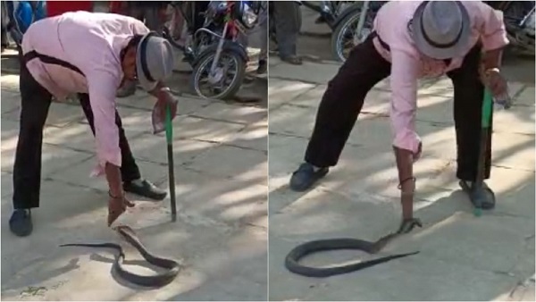 ब्लैक कोबरा फनफनाया तो स्नेक कैचर ने चपत लगा दी ब्लैक कोबरा फनफनाया तो स्नेक कैचर ने चपत लगा दी