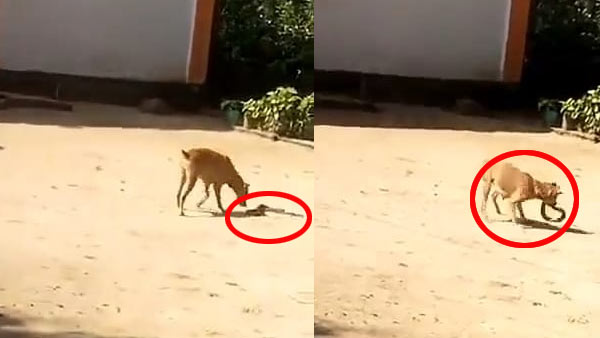 कुत्ते ने नहीं की जान की परवाह