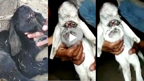 गाय-भैंस की डिलवरी में इस तरह के ज्यादा केस