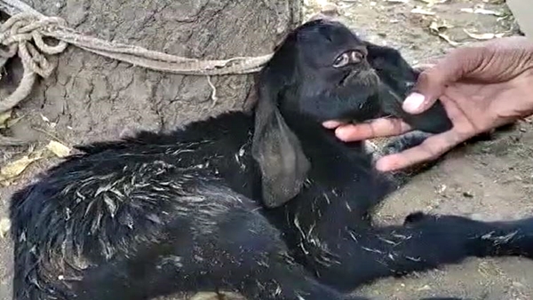 हरदा में भी ऐसा सामने आया था मामला