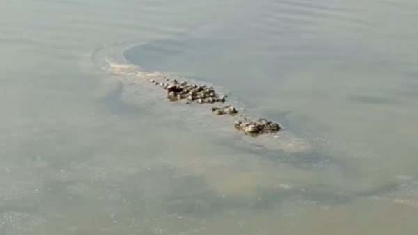 crocodile crocodile