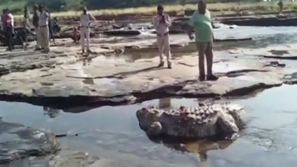 crocodile crocodile