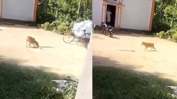 करीब आधे घंटे बाद सांप की हो गई मौत