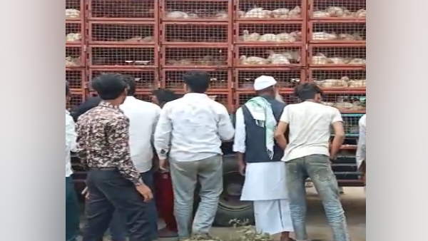 The former chairman distributed chicken by filling trucks before the civic elections The former chairman distributed chicken by filling trucks before the civic elections