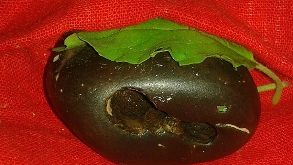 Lord Shaligram Lord Shaligram