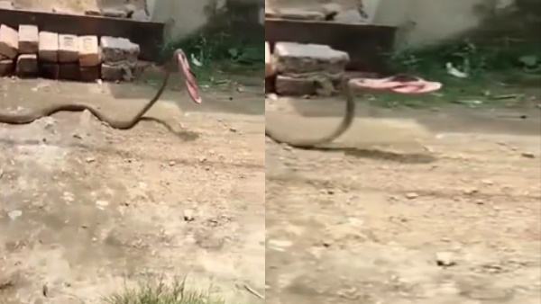 झाड़ियों के पास चप्पल सिर पर उठाकर ले जाता है सांप