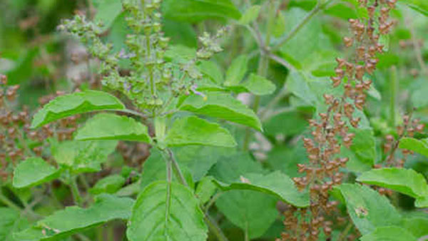 Tulsi Tulsi